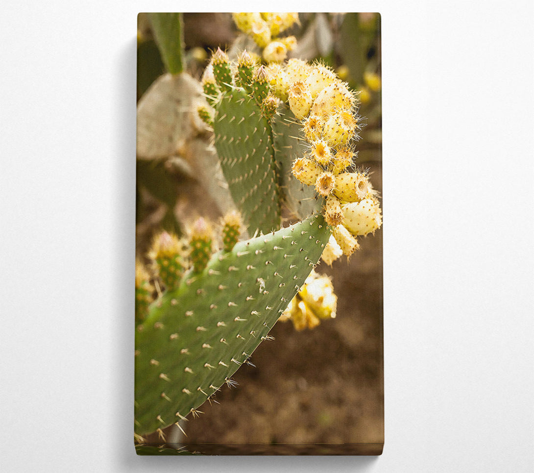  A Canvas Print of Golden Prickly Pear Canvas Wall Art
