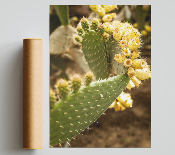 Golden Prickly Pear Giclee Print
