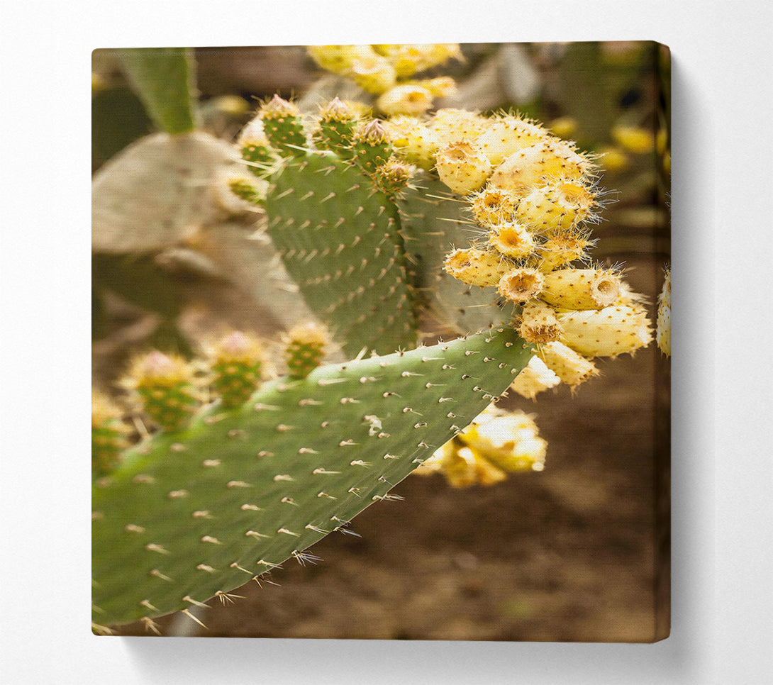  A Canvas Print of Golden Prickly Pear Canvas Wall Art