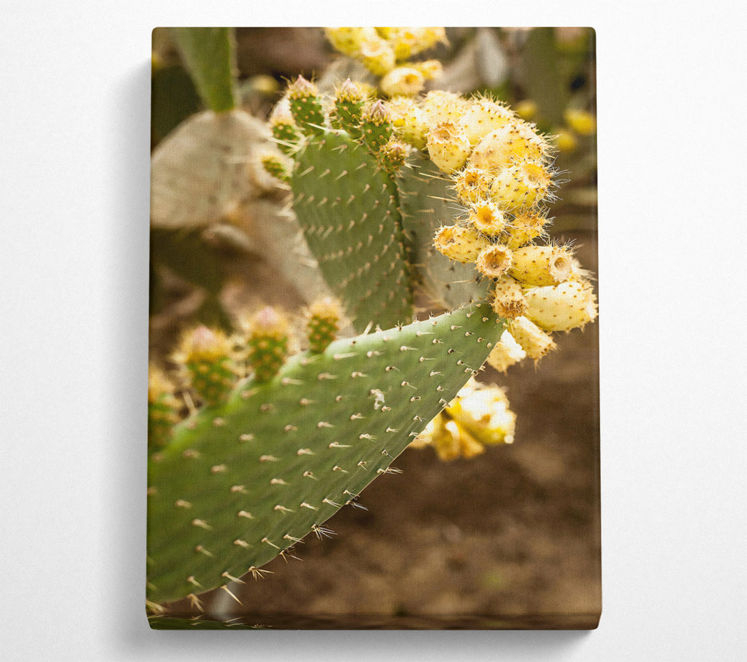  A Canvas Print of Golden Prickly Pear Canvas Wall Art