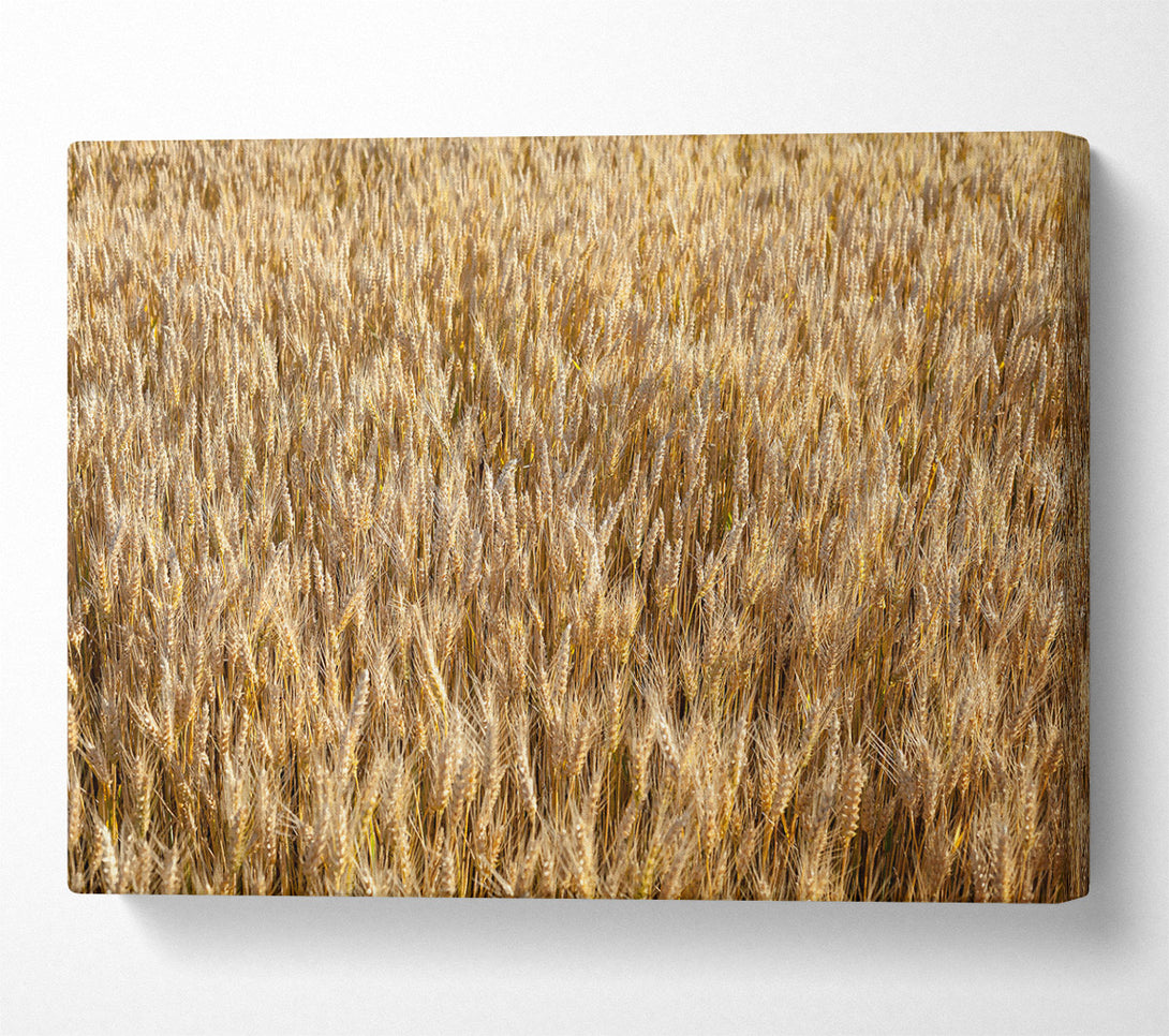  A Canvas Print of Golden Wheat Field Canvas Wall Art