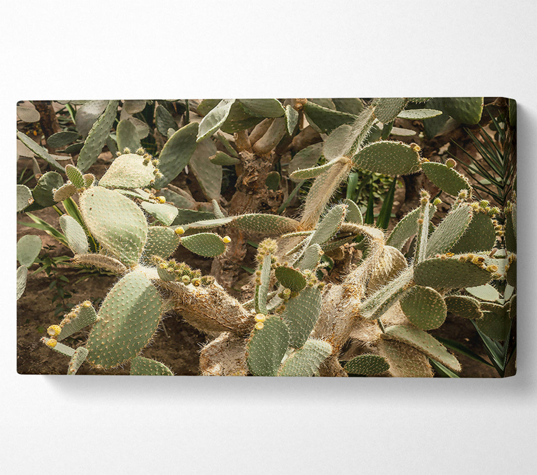  A Canvas Print of Green Cactus Blooms Canvas Art
