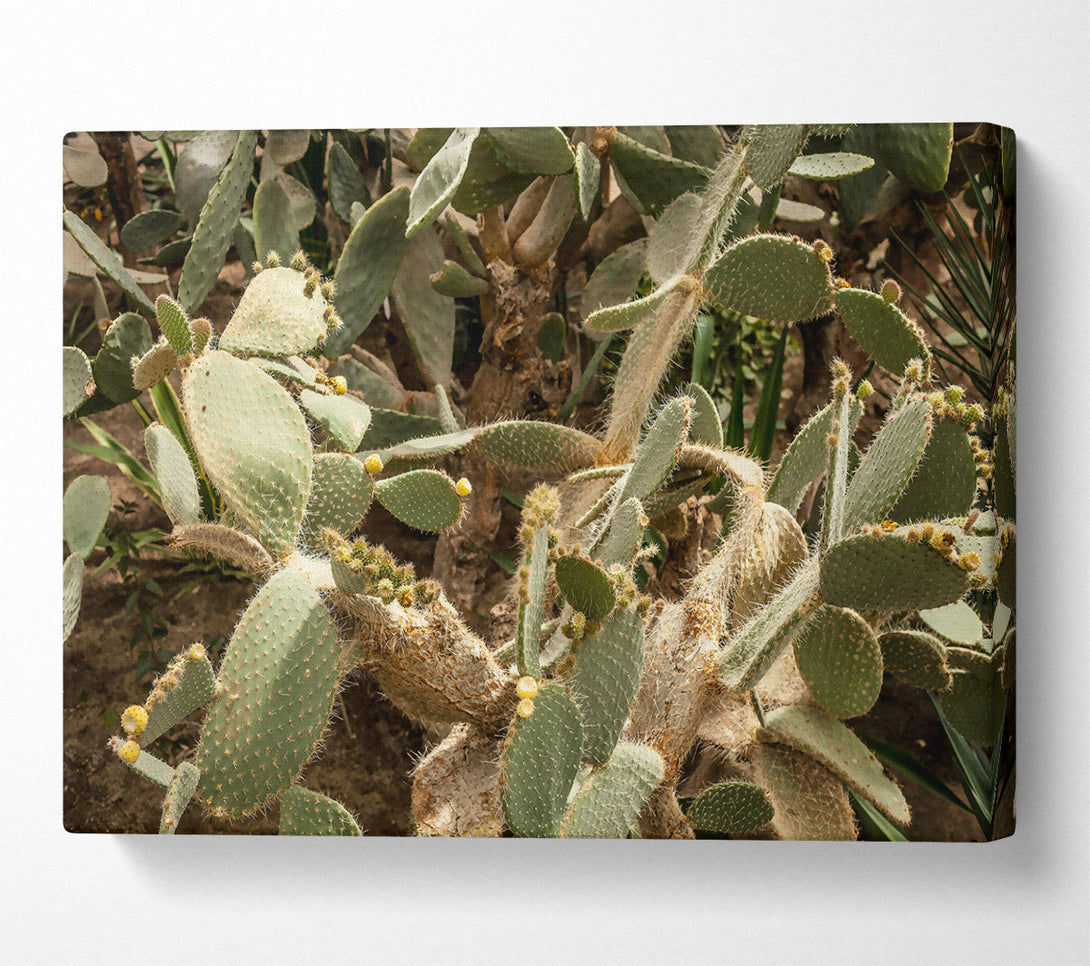  A Canvas Print of Green Cactus Blooms Canvas Art