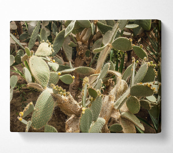  A Canvas Print of Green Cactus Blooms Canvas Art