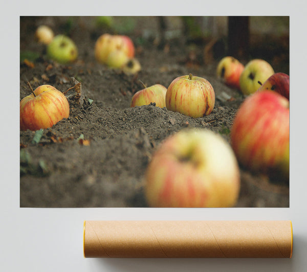 Red Fallen Apples Poster
