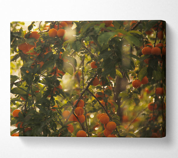  A Canvas Print of Golden Rain Shower Canvas Wall Art