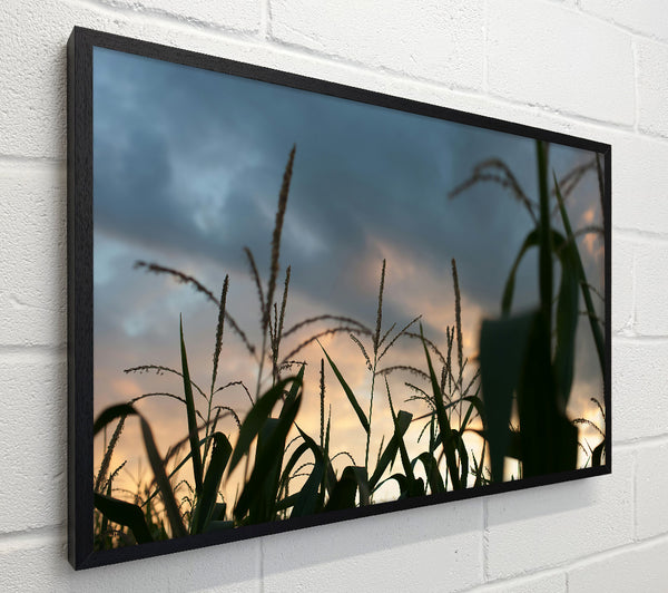 Orange Sky Cornfield