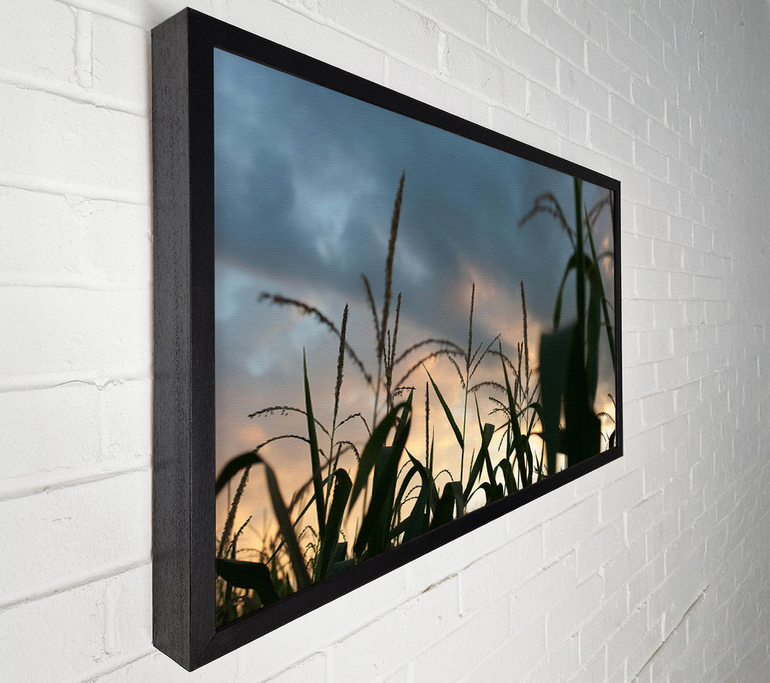  A Canvas Print of Orange Sky Cornfield Canvas Art