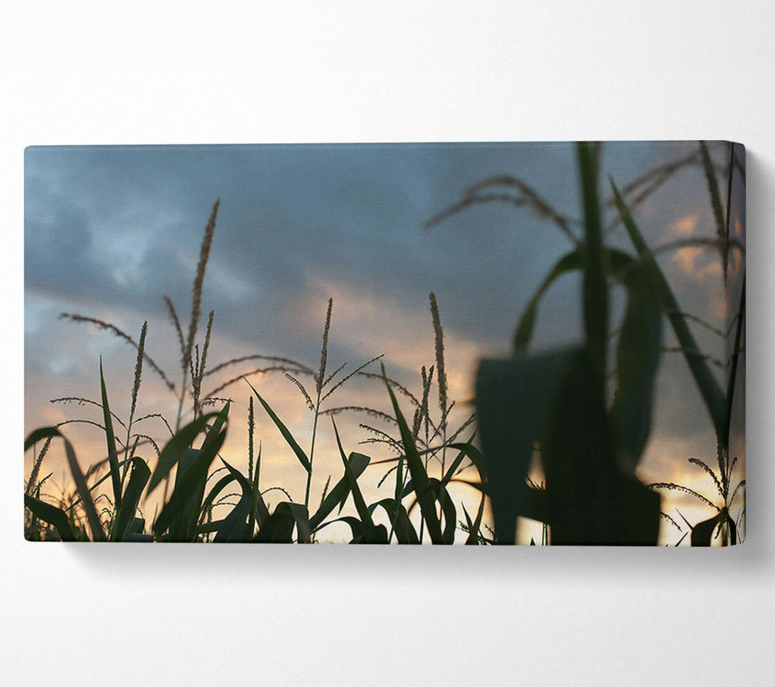 A Canvas Print of Orange Sky Cornfield Canvas Art