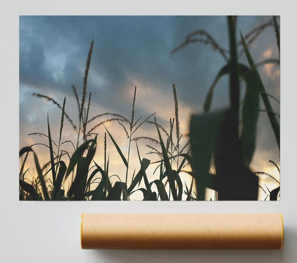 Orange Sky Cornfield Giclee Print