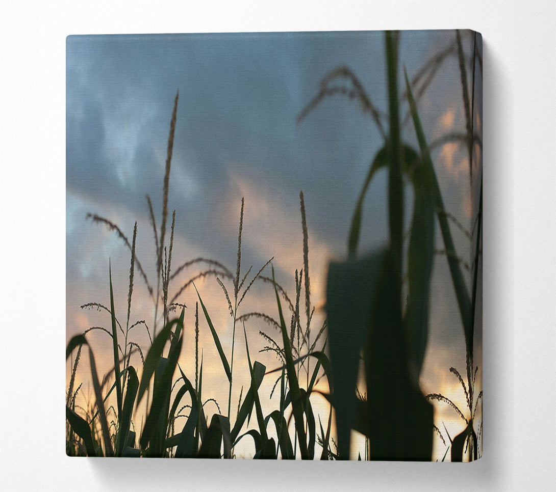  A Canvas Print of Orange Sky Cornfield Canvas Art