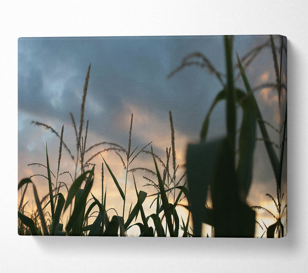  A Canvas Print of Orange Sky Cornfield Canvas Art