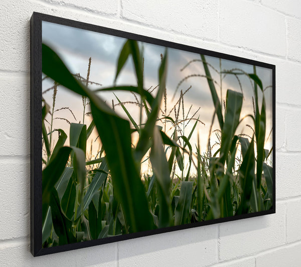 Golden Green Cornfield