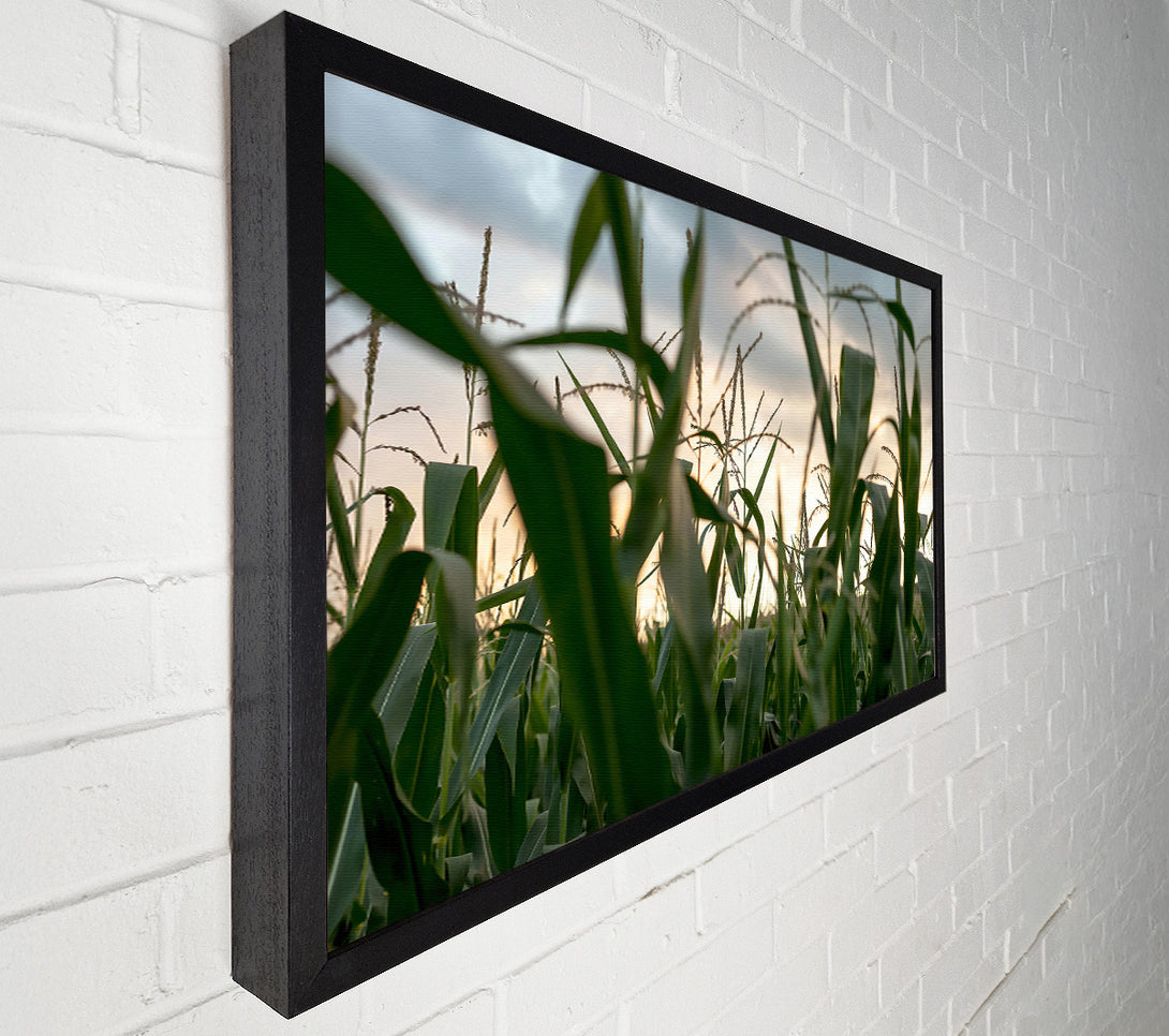  A Canvas Print of Golden Green Cornfield Canvas Print
