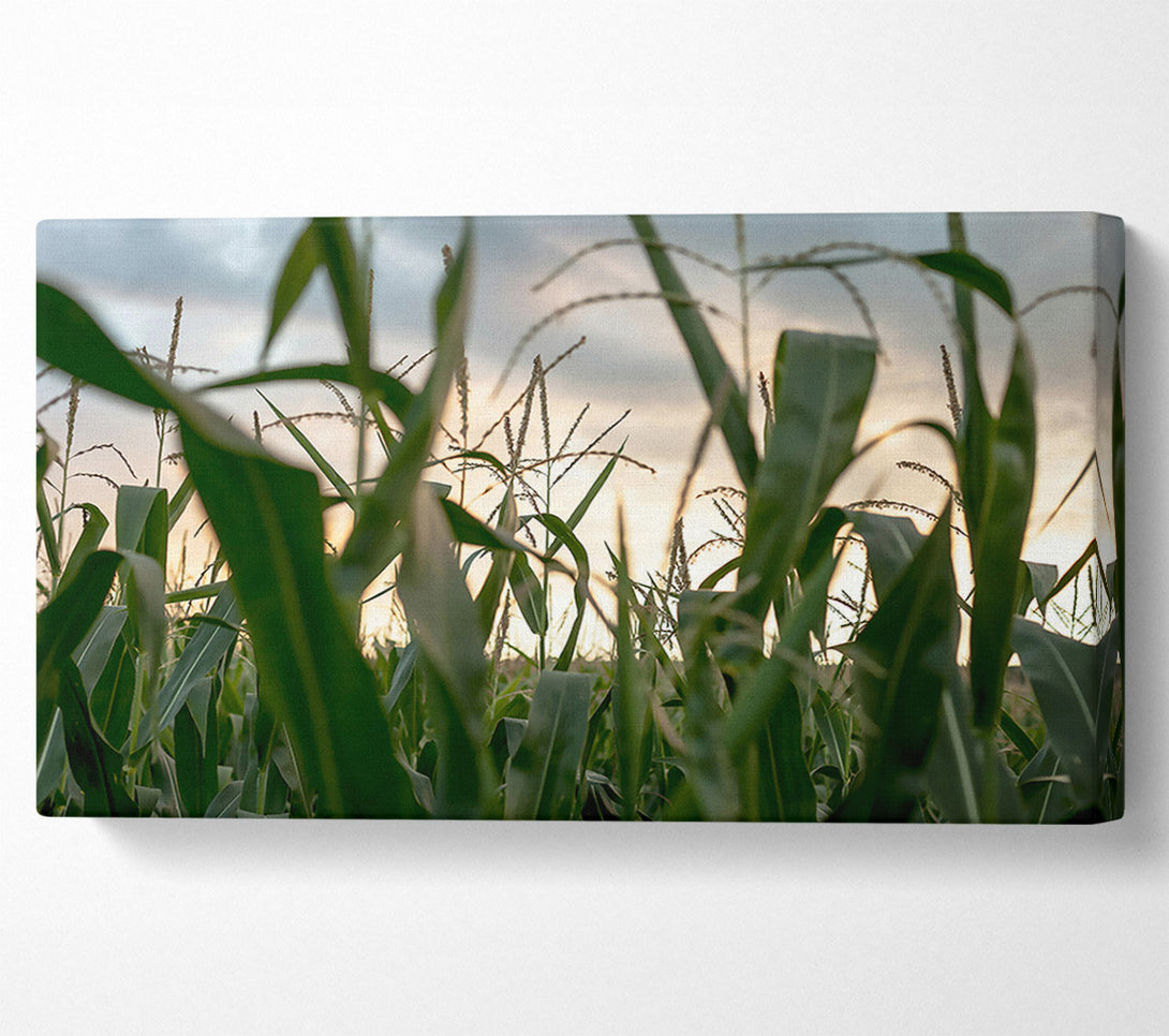  A Canvas Print of Golden Green Cornfield Canvas Print