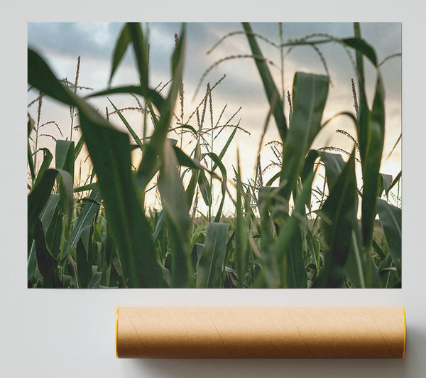 Golden Green Cornfield Giclee Print