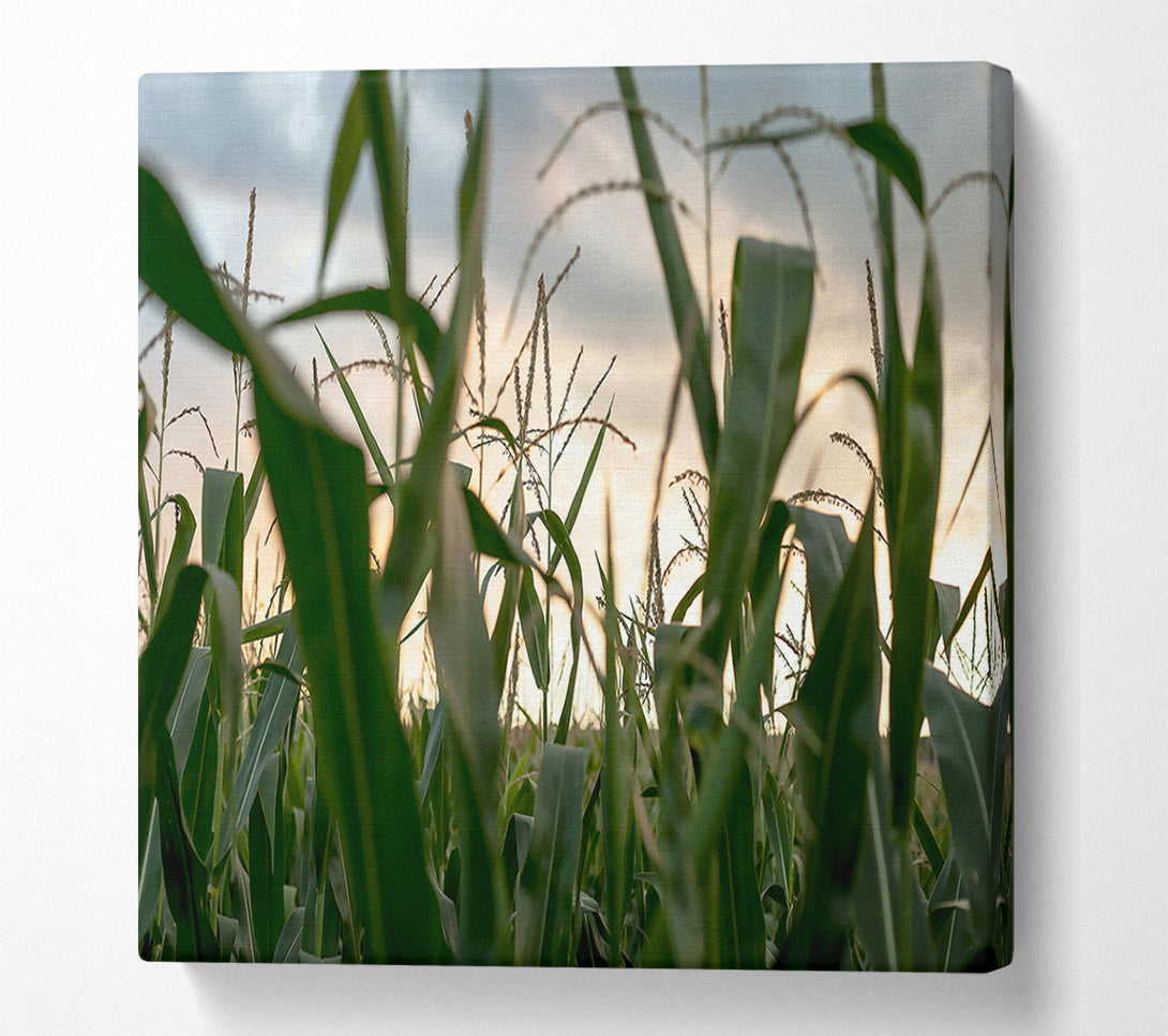  A Canvas Print of Golden Green Cornfield Canvas Print