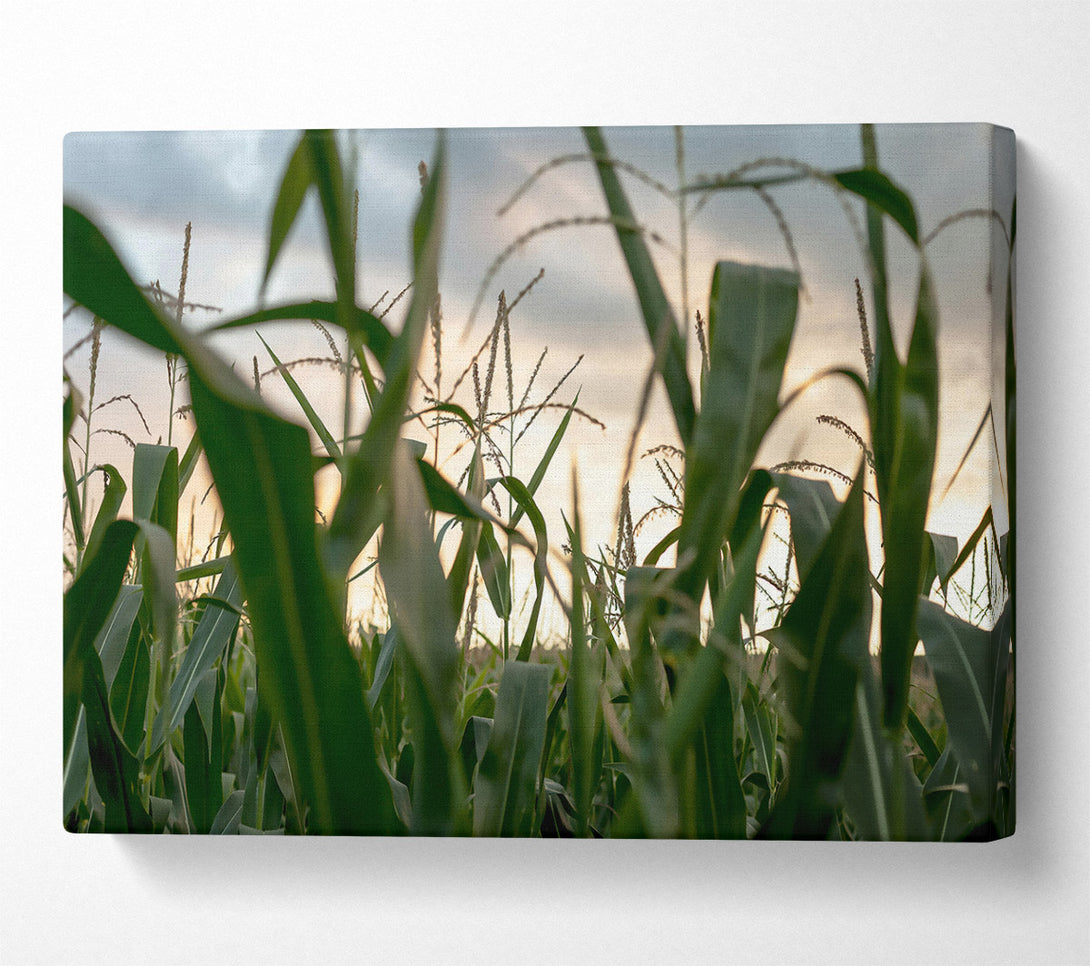  A Canvas Print of Golden Green Cornfield Canvas Print