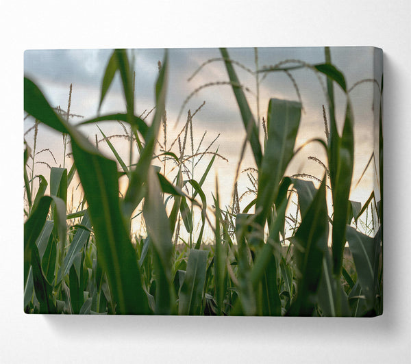  A Canvas Print of Golden Green Cornfield Canvas Print