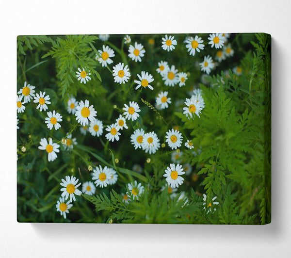  A Canvas Print of White Daisies In Green Canvas Wall Art