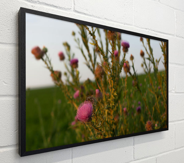 Purple Thistle Sunset