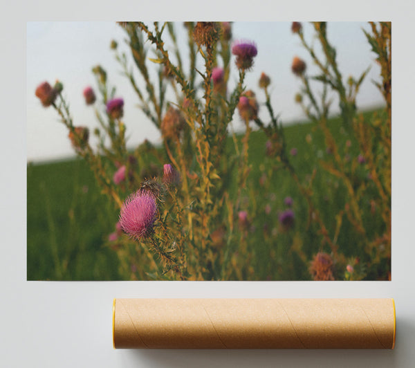 Purple Thistle Sunset Giclee Print