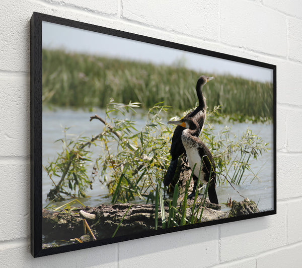 Black & White Cormorant Rest