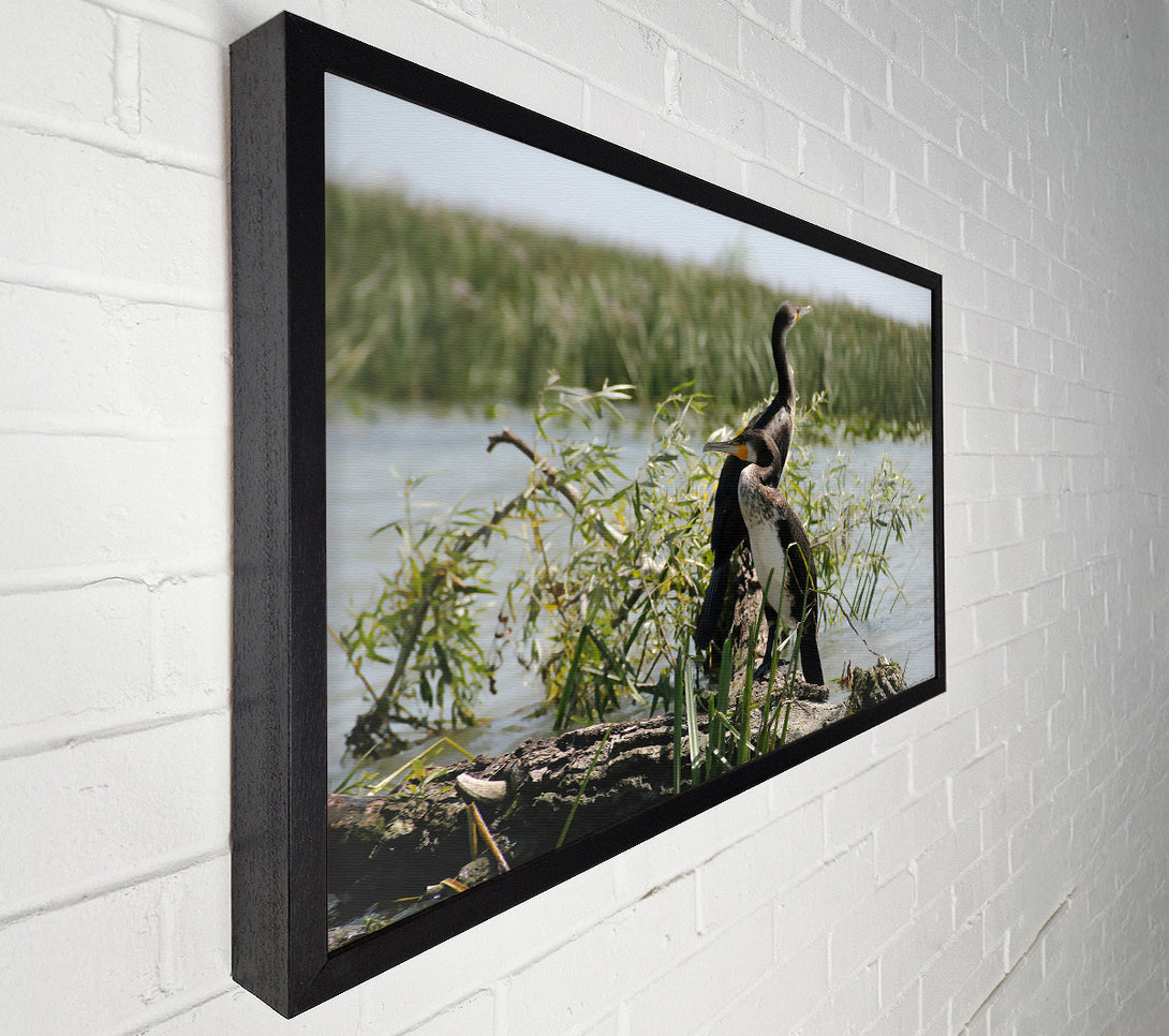  A Canvas Print of Black & White Cormorant Rest Canvas Wall Art