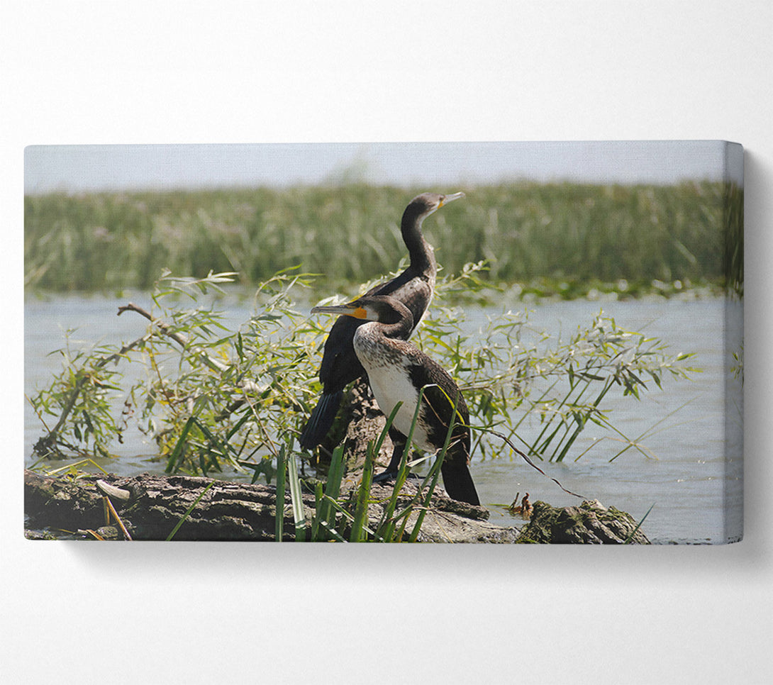  A Canvas Print of Black & White Cormorant Rest Canvas Wall Art