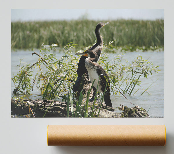 Black & White Cormorant Rest Print