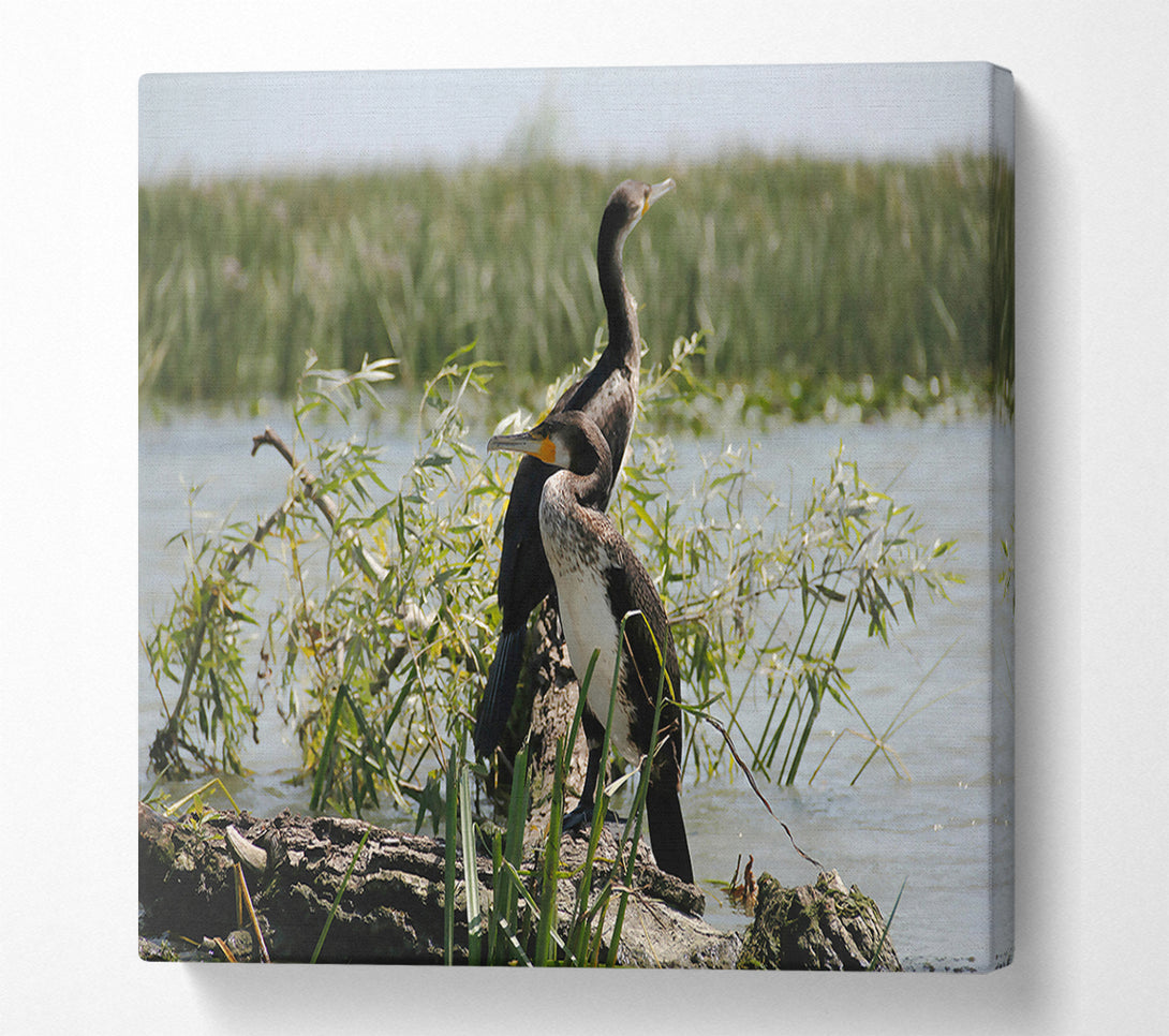  A Canvas Print of Black & White Cormorant Rest Canvas Wall Art