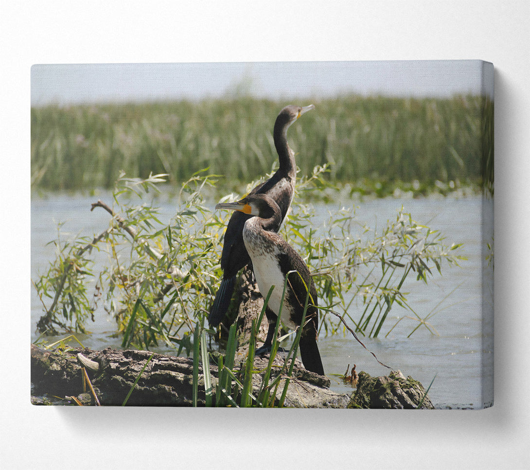  A Canvas Print of Black & White Cormorant Rest Canvas Wall Art