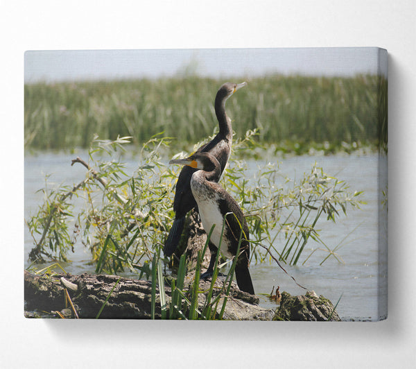  A Canvas Print of Black & White Cormorant Rest Canvas Wall Art