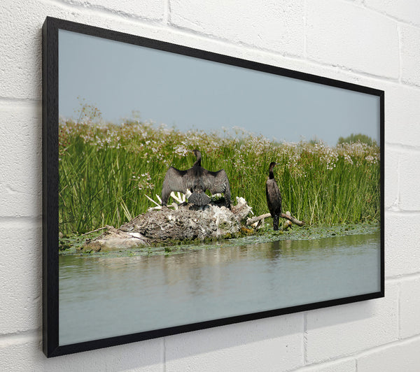 Green Marsh Cormorants
