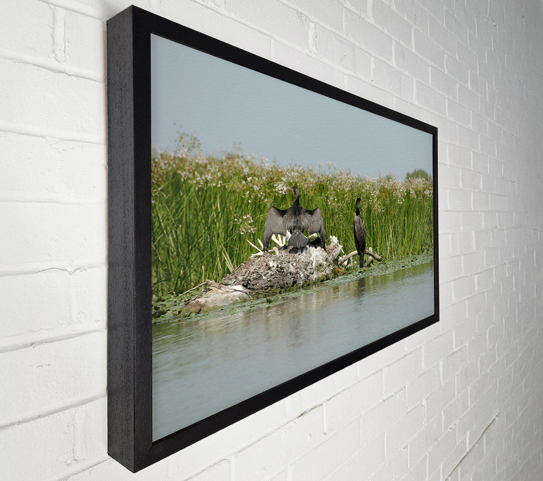  A Canvas Print of Green Marsh Cormorants Canvas Art