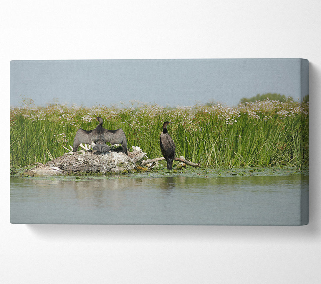  A Canvas Print of Green Marsh Cormorants Canvas Art