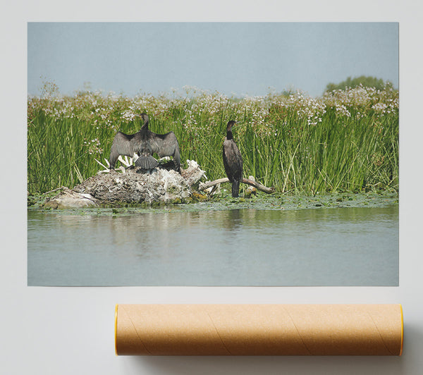 Green Marsh Cormorants Print
