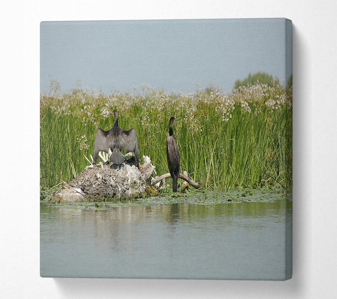  A Canvas Print of Green Marsh Cormorants Canvas Art