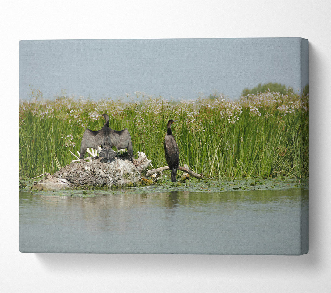  A Canvas Print of Green Marsh Cormorants Canvas Art