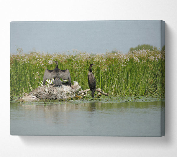  A Canvas Print of Green Marsh Cormorants Canvas Art