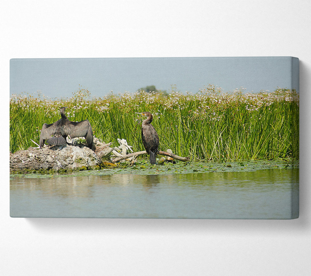  A Canvas Print of Green Cormorant Haven Canvas Art