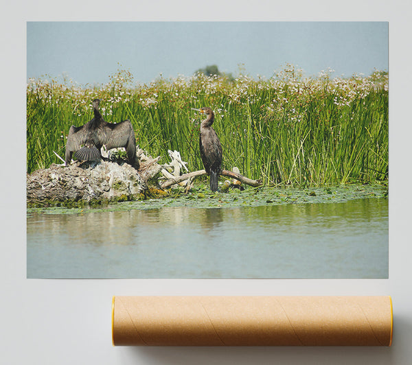 Green Cormorant Haven Giclee Print