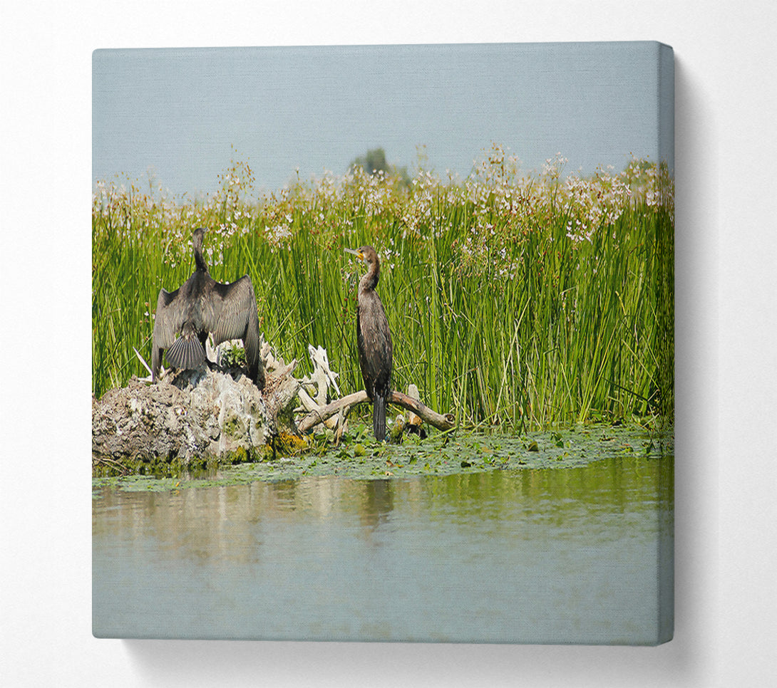  A Canvas Print of Green Cormorant Haven Canvas Art