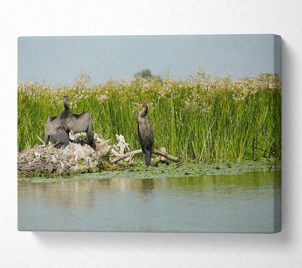  A Canvas Print of Green Cormorant Haven Canvas Art