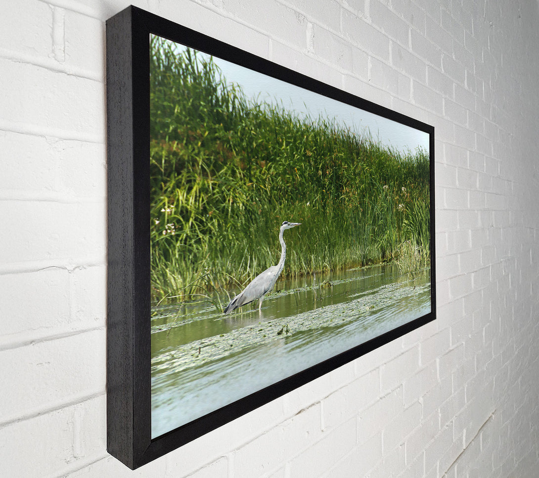  A Canvas Print of Green Heron'S Reflection Canvas Wall Art