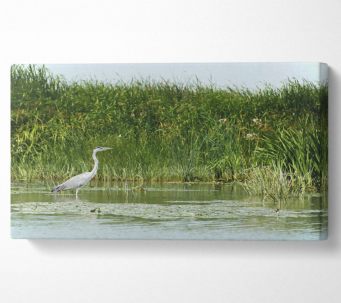  A Canvas Print of Green Heron'S Reflection Canvas Wall Art
