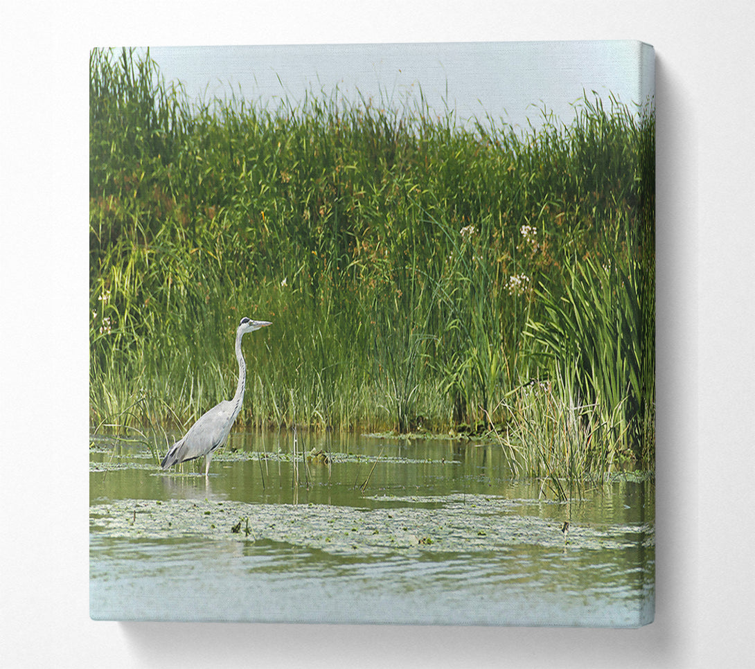  A Canvas Print of Green Heron'S Reflection Canvas Wall Art
