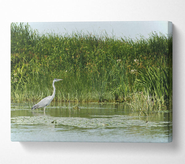  A Canvas Print of Green Heron'S Reflection Canvas Wall Art