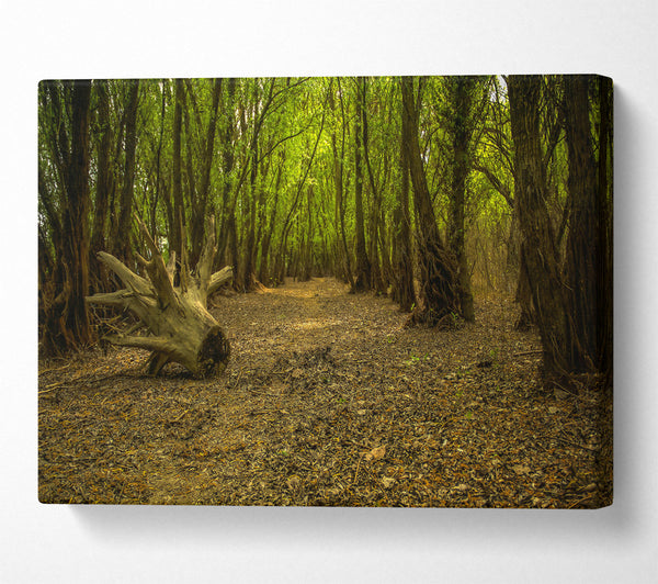  A Canvas Print of Green Forest Path Canvas Art