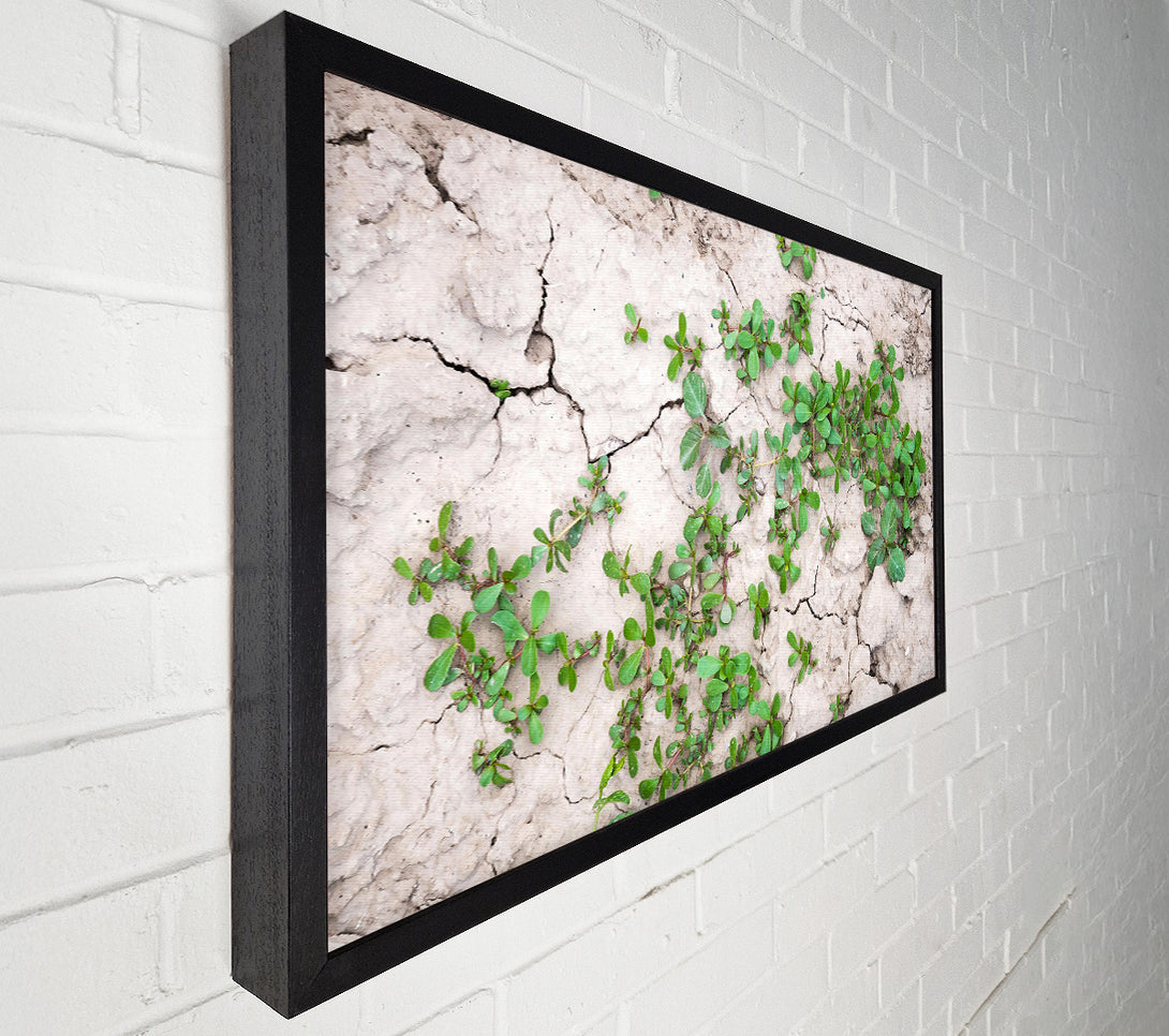  A Canvas Print of Green Sprout On Grey Earth Canvas Wall Art